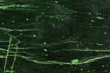 Polished Canadian Jade (Nephrite) Slab - British Colombia #112735-1